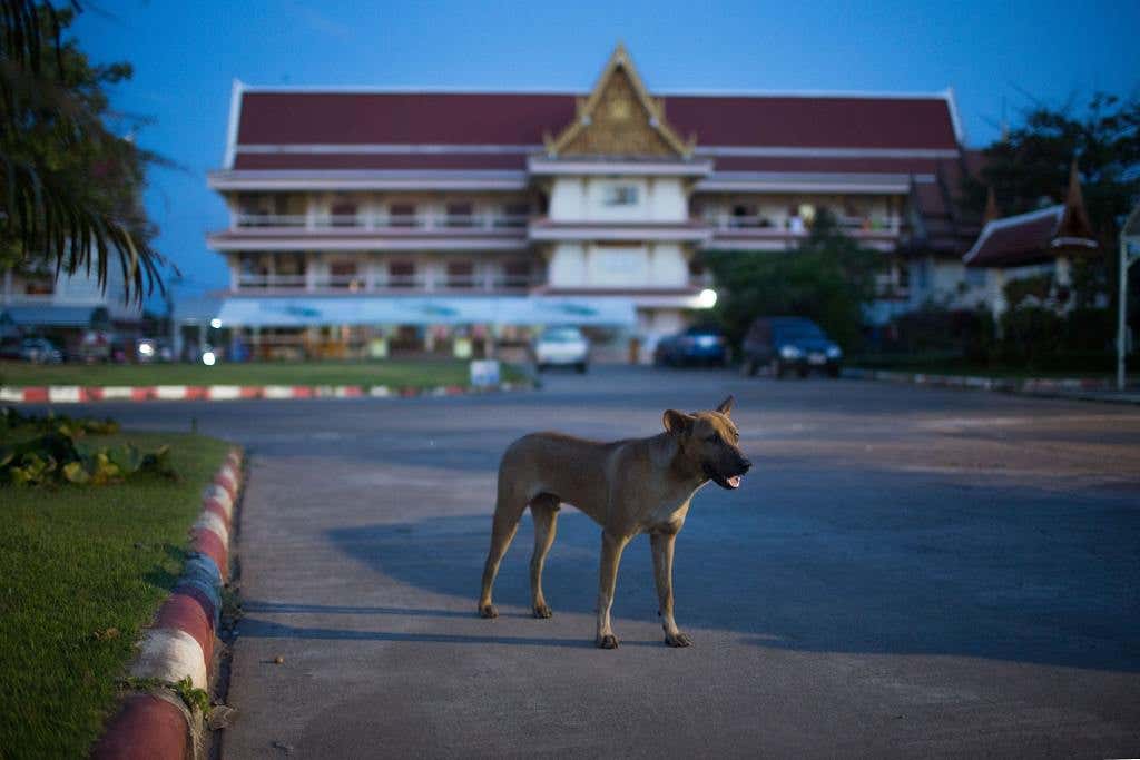 stray dog