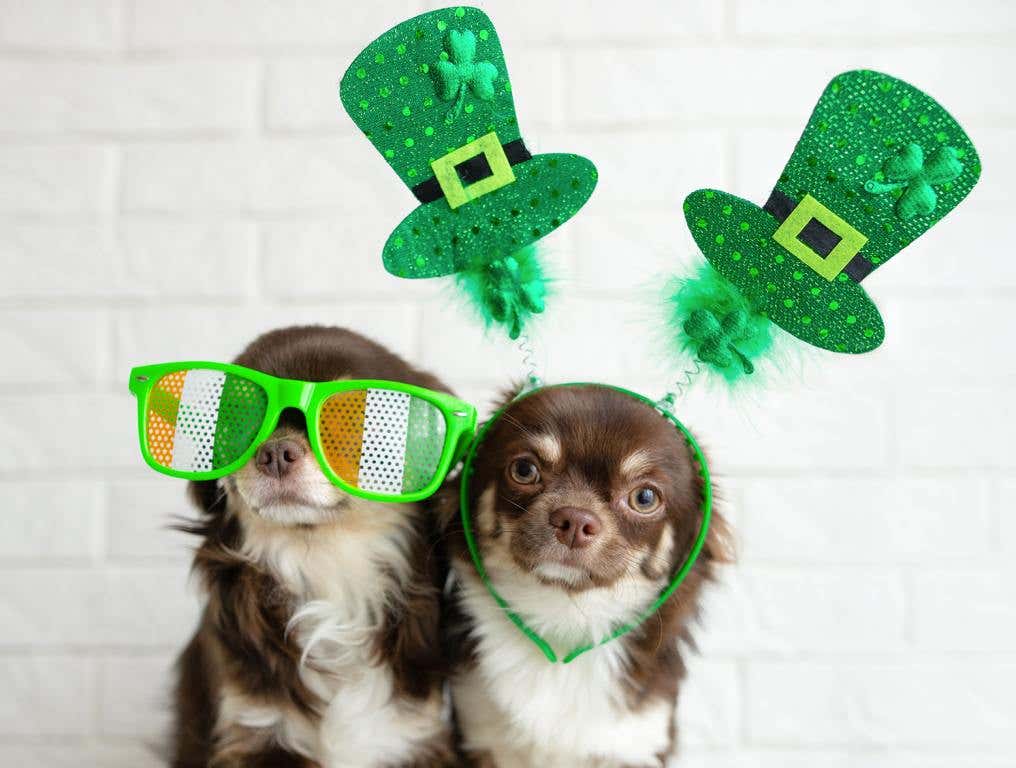 Meet Your Lucky Charm Pet Adoption Aiken