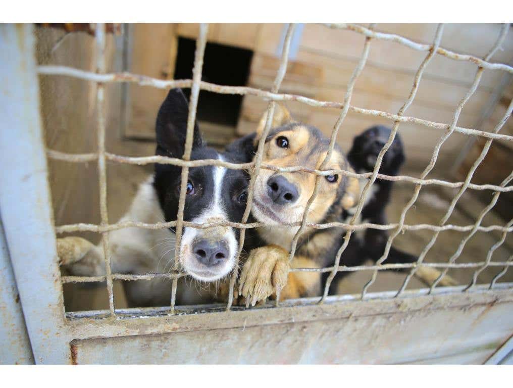 Texas Man Frees Dogs