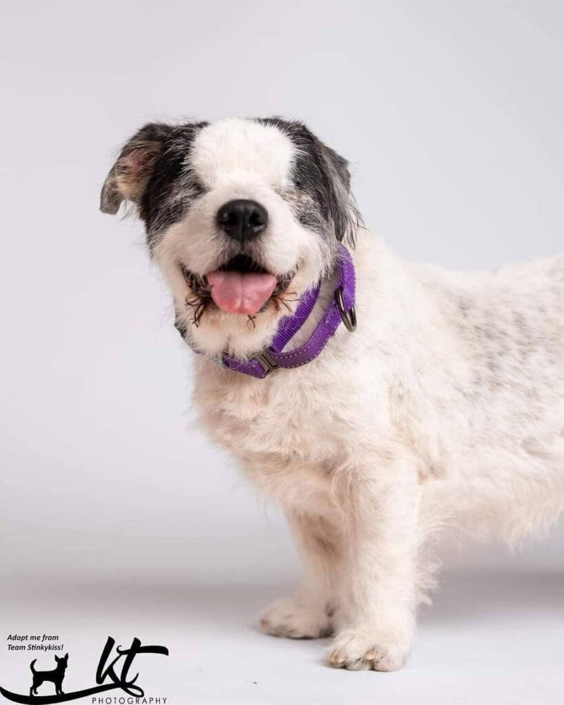 Wet Nose Wednesday Loretta