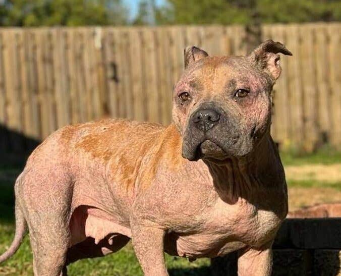 Wet Nose Wednesday Rosie