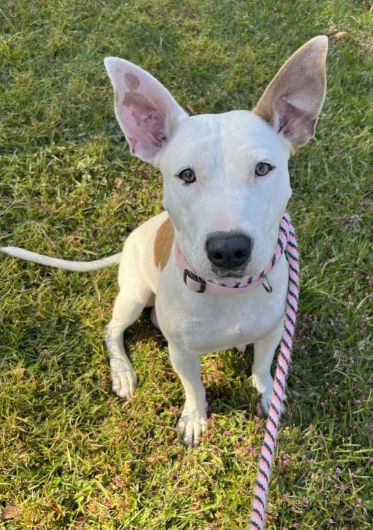 Wet Nose Wednesday Honey