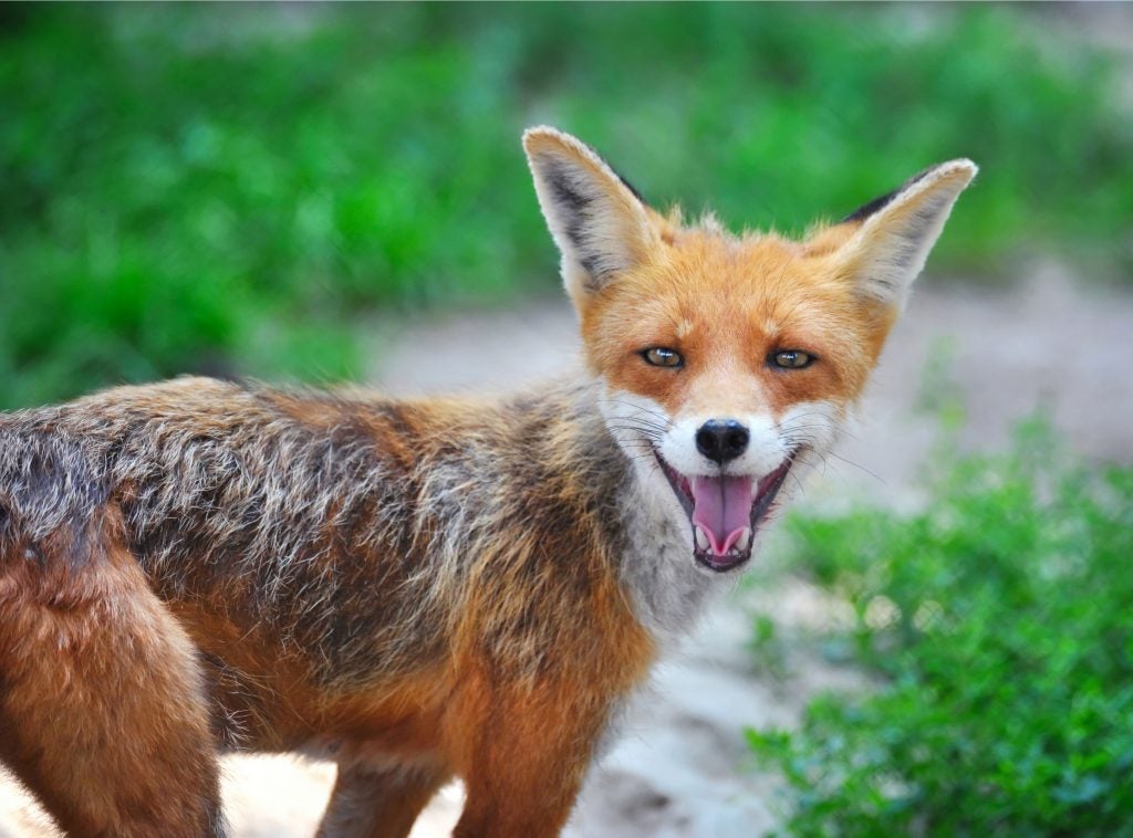 listen-foxes-actually-laugh-and-it-s-one-of-the-best-sounds-ever