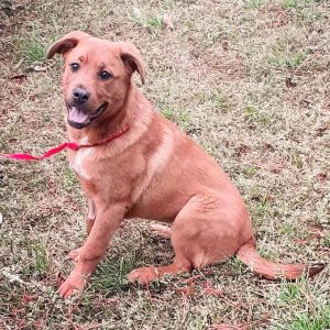 Willow- Golden Retriever Mix