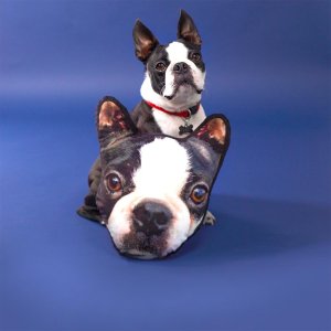 boston terrier with a pillow of it's face