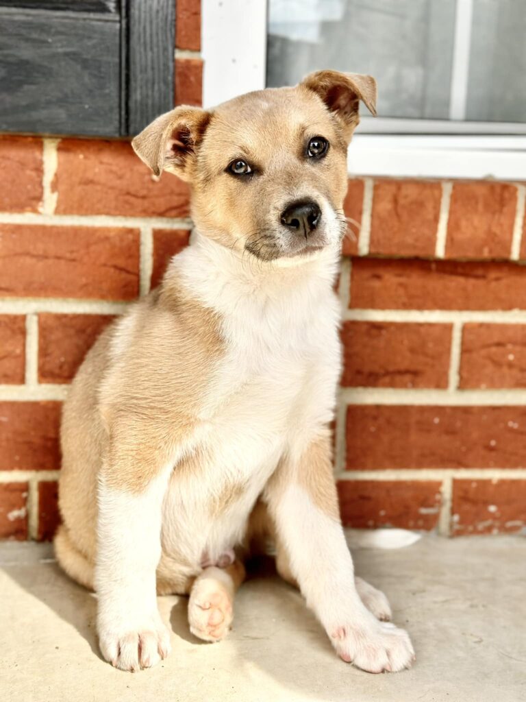 Wet Nose Wednesday - Dallas