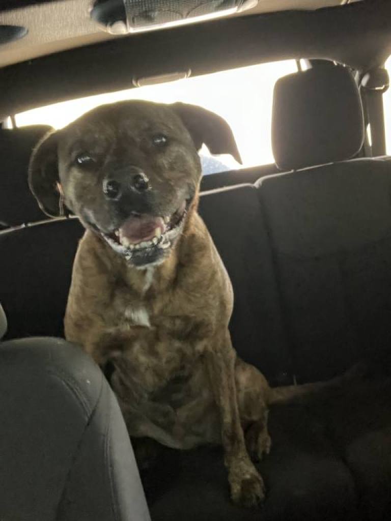 Harley in the Jeep